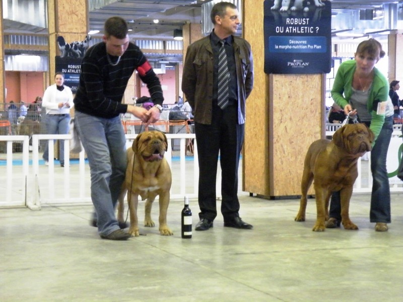 CH. Cayenne des milles diables - 1ère excellent CACS CACIB