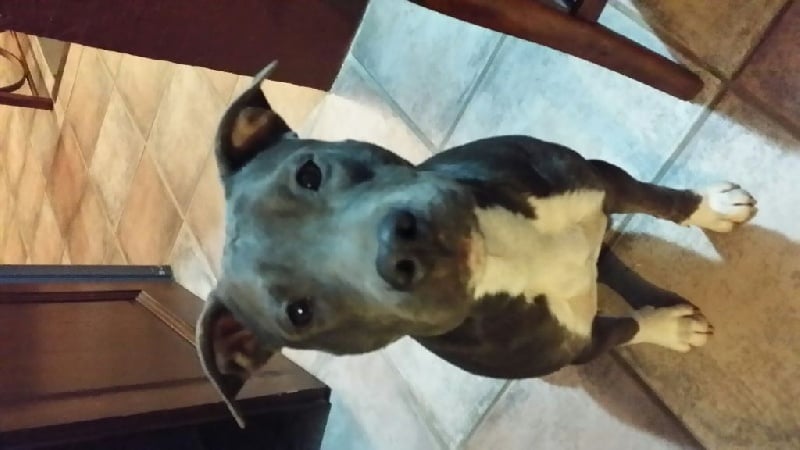 Publication : du Rosier Blanc Auteur : Abeille Marie-Christine