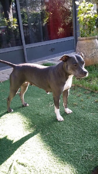 Publication : du Rosier Blanc Auteur : Abeille Marie-Christine