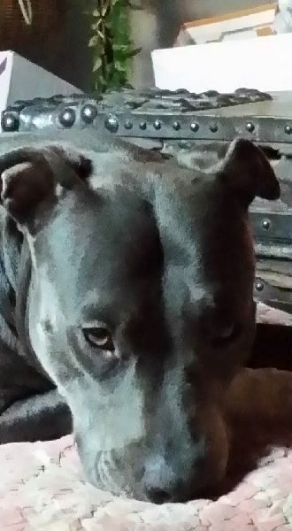 Publication : du Rosier Blanc Auteur : Abeille Marie-Christine