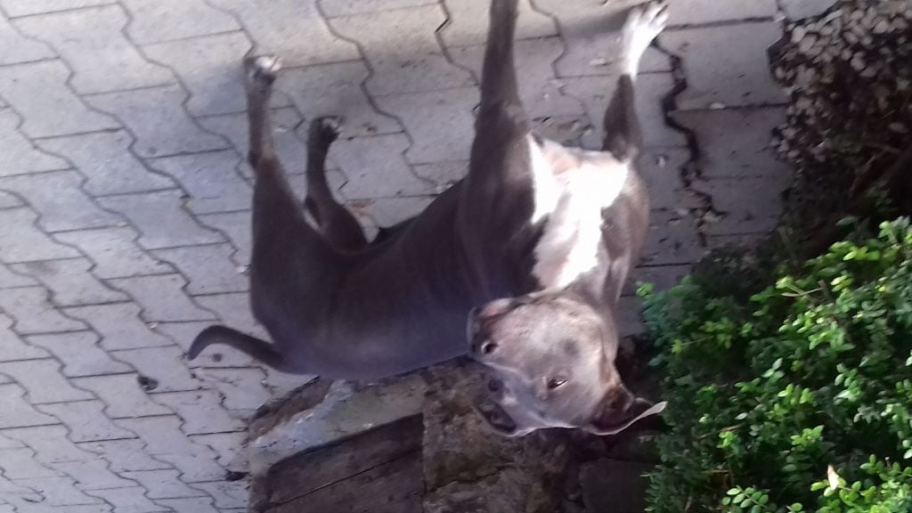 Publication : du Rosier Blanc Auteur : Abeille Marie-Christine