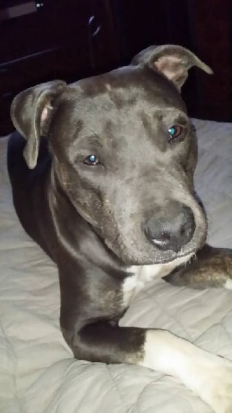 Publication : du Rosier Blanc Auteur : Abeille Marie-Christine