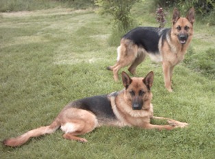 Publication : de Run an Faouët Auteur : Didier TRIFOL