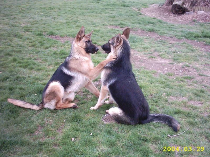 Publication : de Run an Faouët Auteur : Didier TRIFOL