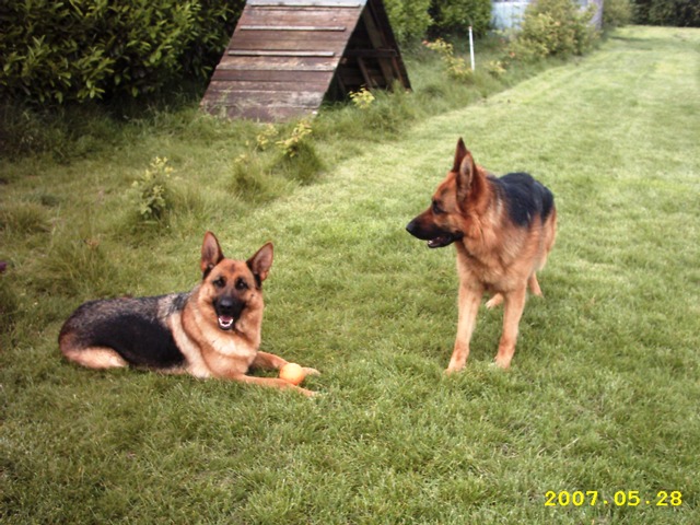 Publication : de Run an Faouët Auteur : Didier TRIFOL