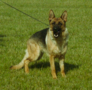 Publication : de Run an Faouët Auteur : Didier TRIFOL