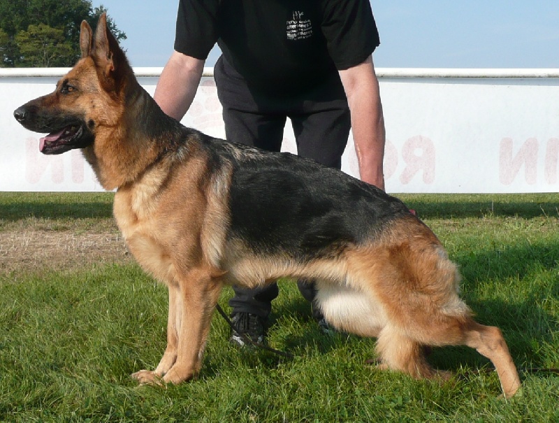 Aïda de Run an Faouët - Lice recommandée - Excellent - CTF