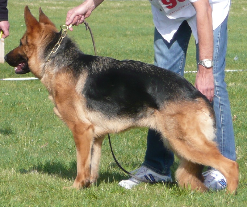 Aïda de Run an Faouët - Excellent - Ouverte