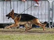 Ulster de Minguevel - 12ème Excellent - CTM