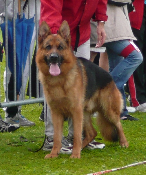 Ulster de Minguevel - 5ème Excellent - Travail