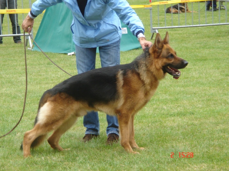 Ulster de Minguevel - 3ème Excellent - Travail Mâles