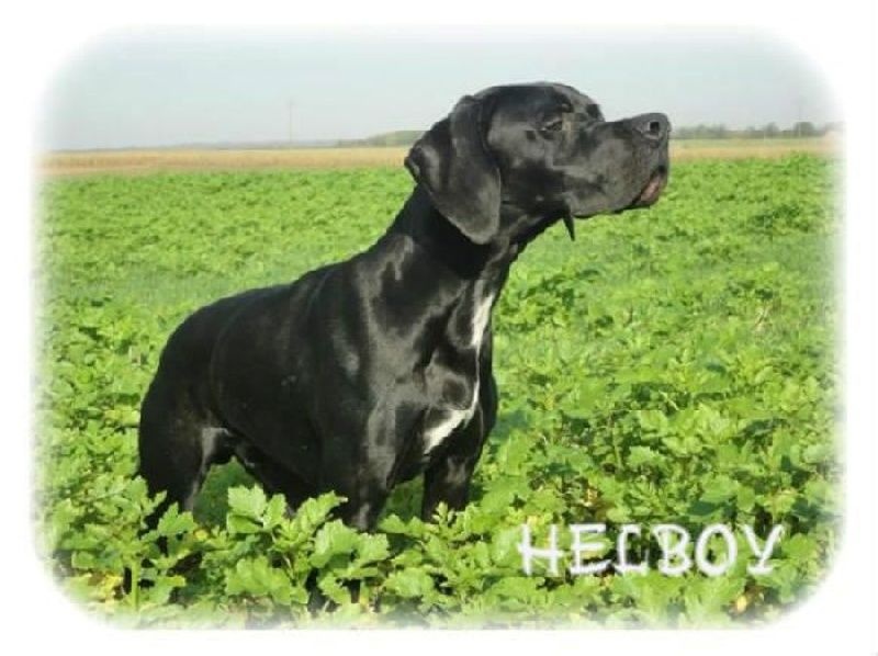 Helboy du bois de la Hulaine