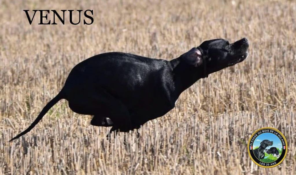 Venus du bois de la Hulaine