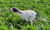 Reyno de la Sauvignere