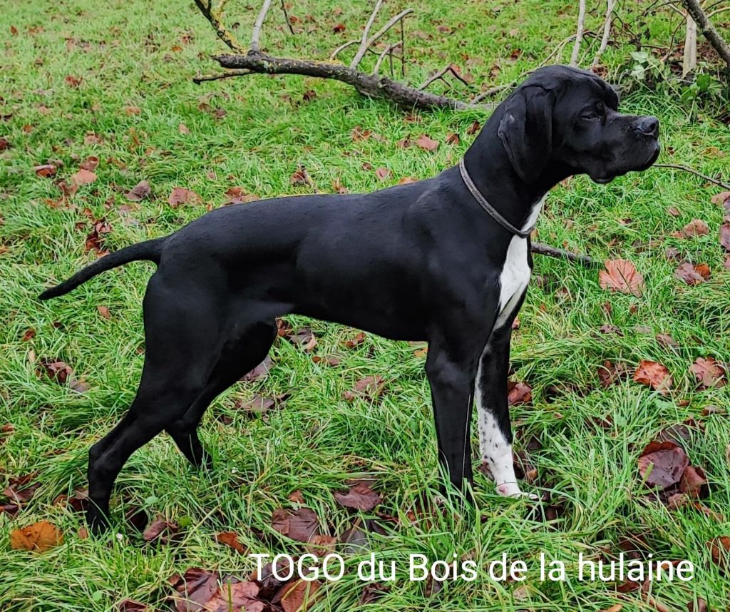 Togo du bois de la Hulaine
