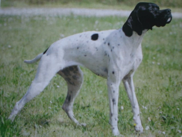 TR. CH. Venus du cap valentin du bois de la Hulaine