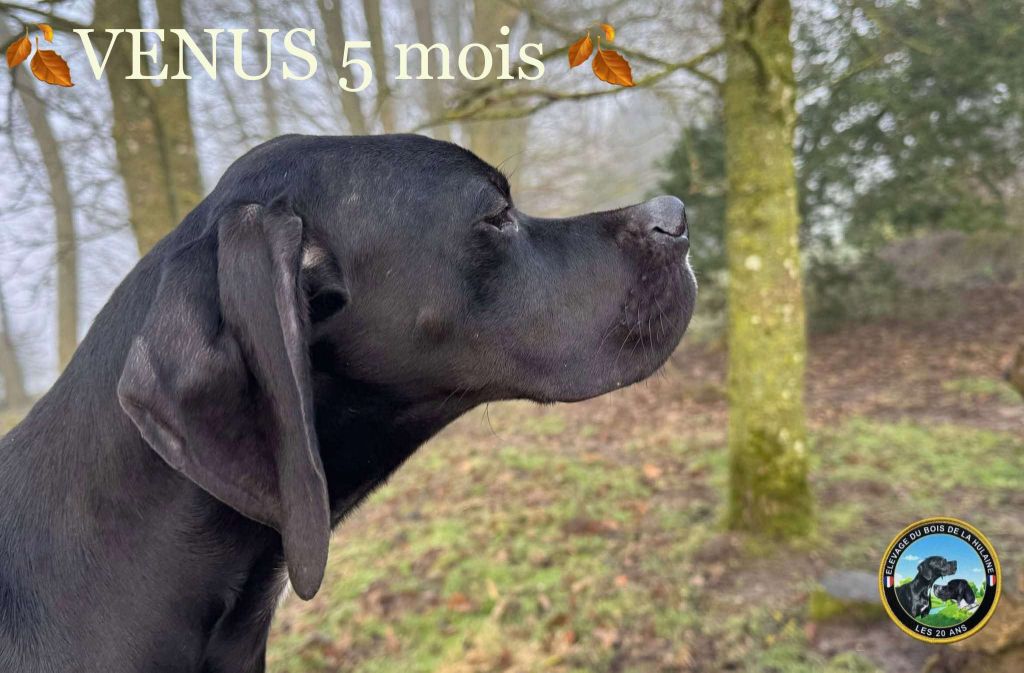 Venus du bois de la Hulaine
