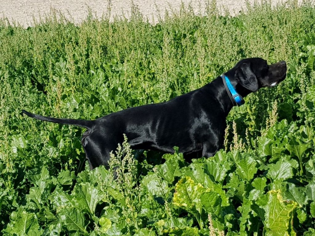 CH. O'boy junior du bois de la Hulaine
