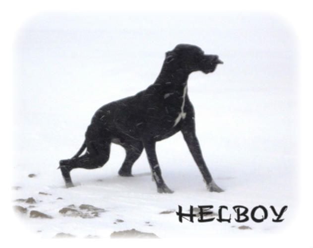 Helboy du bois de la Hulaine