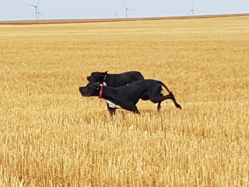 Neymar du bois de la Hulaine