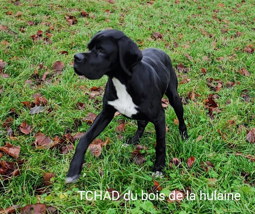 Tchad du bois de la Hulaine
