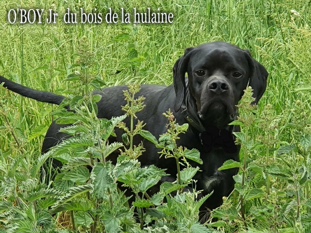 CH. O'boy junior du bois de la Hulaine