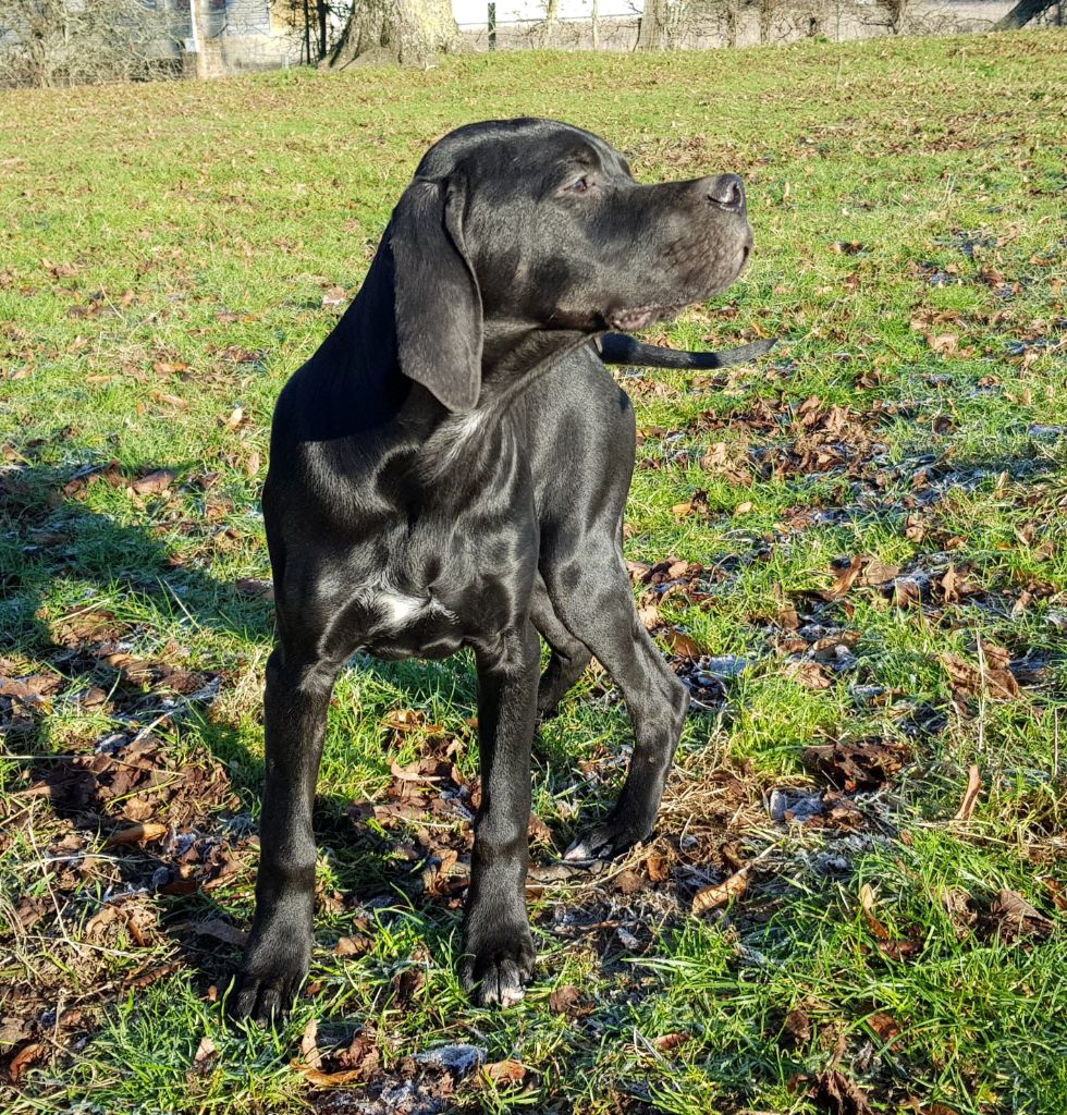 CH. O'boy junior du bois de la Hulaine
