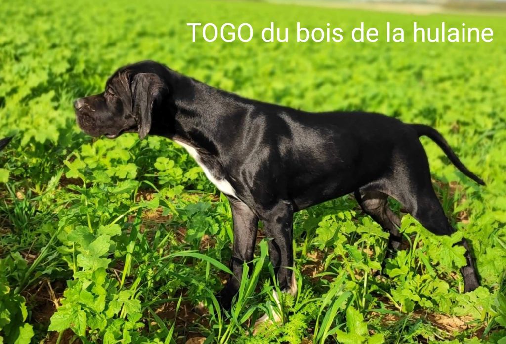 Togo du bois de la Hulaine
