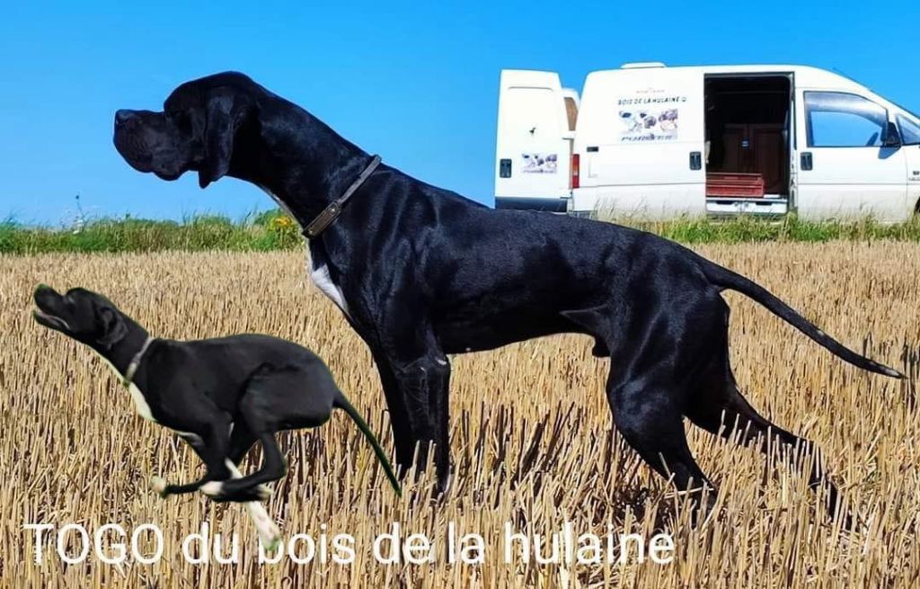Togo du bois de la Hulaine