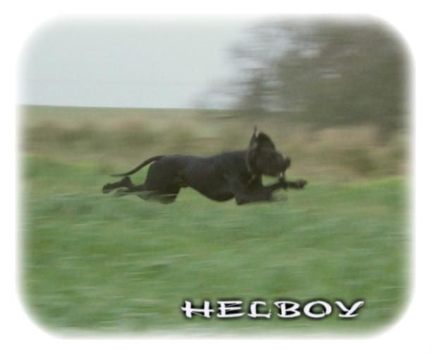 Helboy du bois de la Hulaine