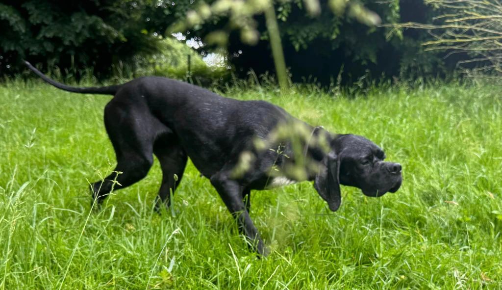 Tchad du bois de la Hulaine
