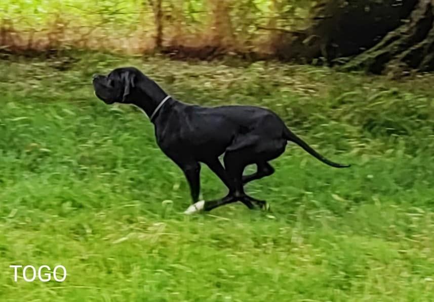 Togo du bois de la Hulaine