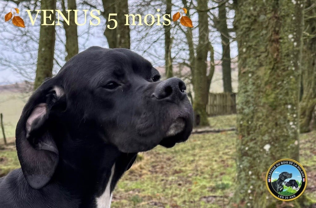 Venus du bois de la Hulaine