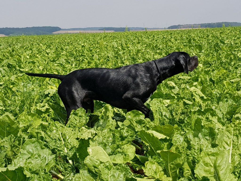 CH. O'boy junior du bois de la Hulaine