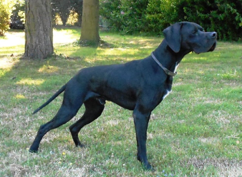 Helboy du bois de la Hulaine