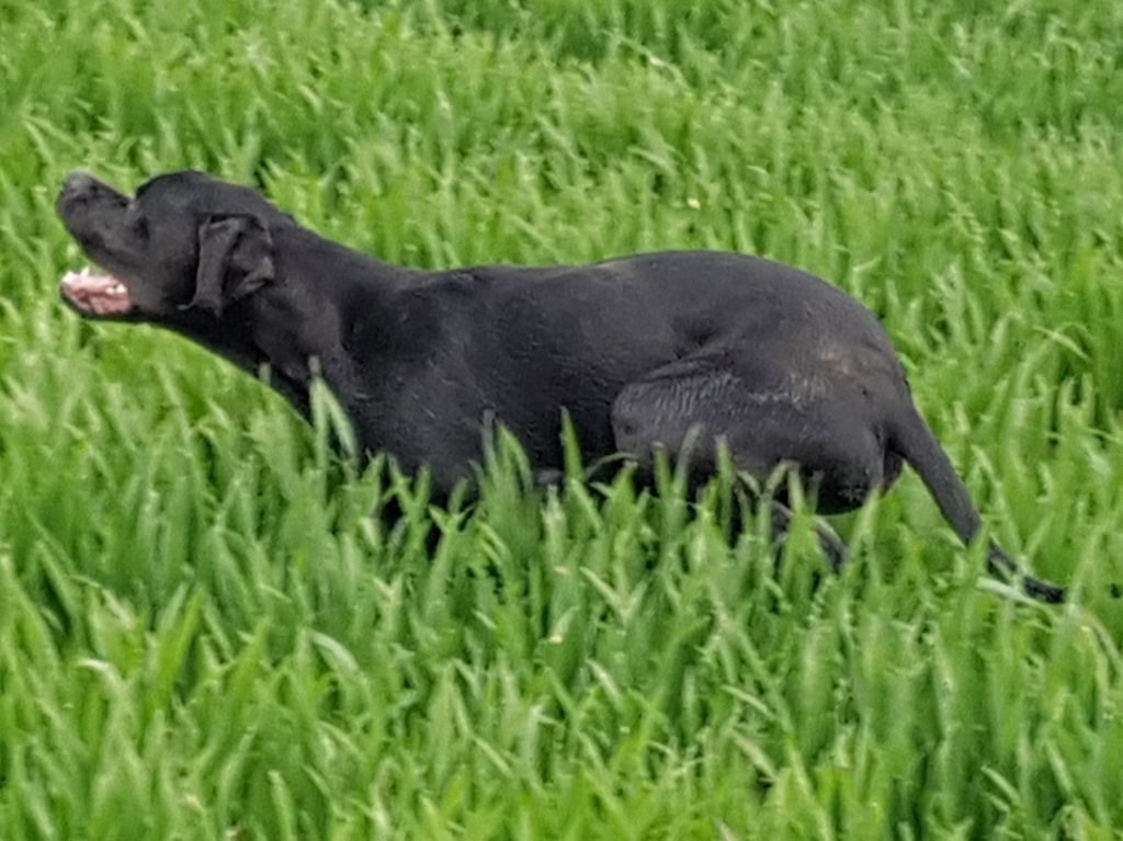 CH. O'boy junior du bois de la Hulaine