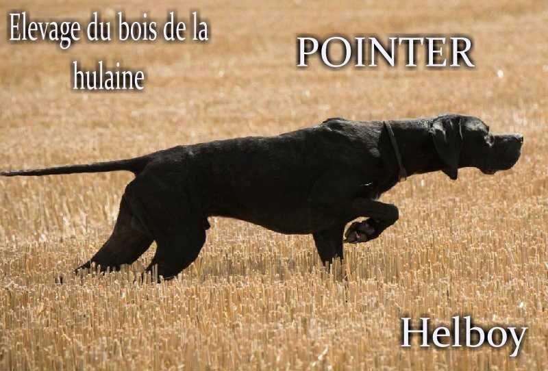 Helboy du bois de la Hulaine