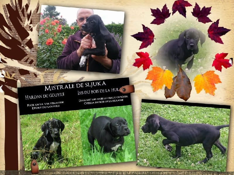 Mistrale De Sljuka