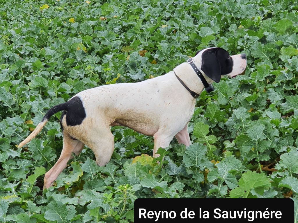Reyno de la Sauvignere