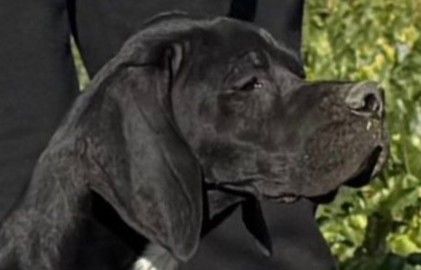 Aston-villa du bois de la Hulaine