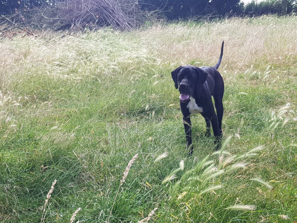 Neymar du bois de la Hulaine