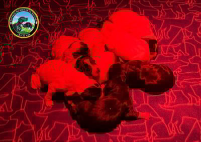 Les chiots de Pointer