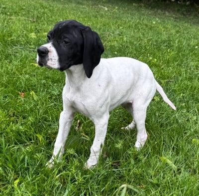 Les chiots de Pointer