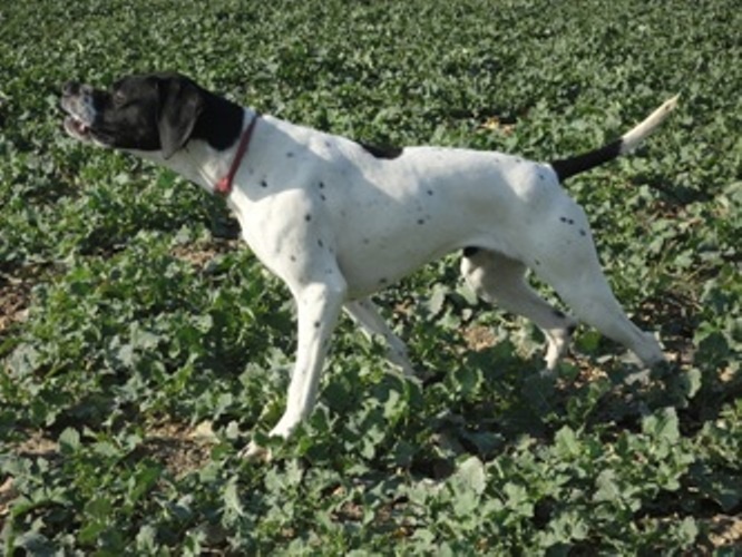 Ebene du bois de la Hulaine - 2eme EXC classe intermédiaire
