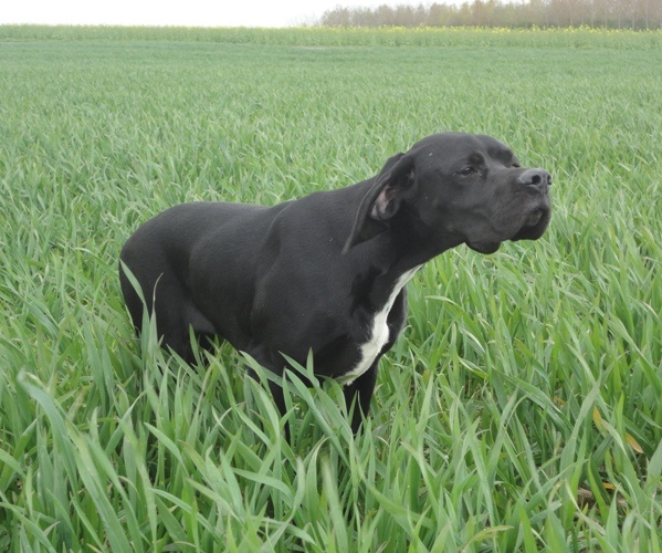 Gitane du bois de la Hulaine - 1er trés prometteur .meilleur puppy de l'exposition