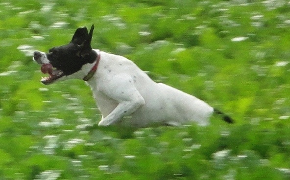 Ebene du bois de la Hulaine - TAN et la sélection à la finale des jeunes pointers