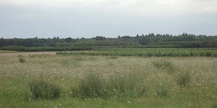 Gitane du bois de la Hulaine - Eliminée