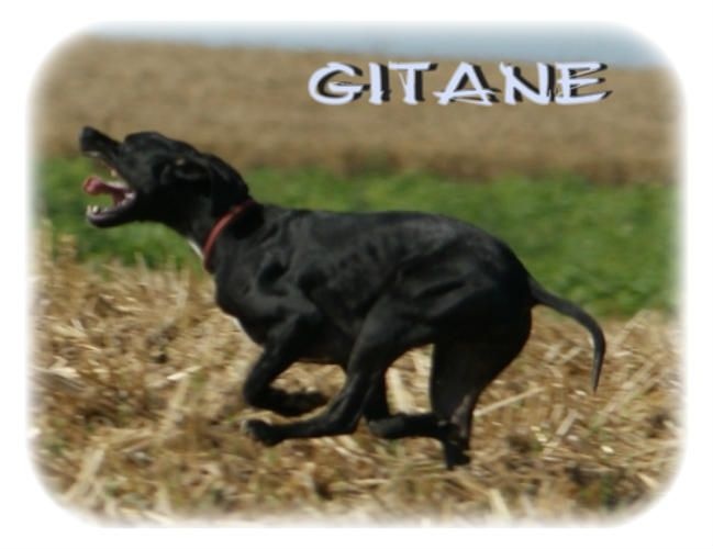 Gitane du bois de la Hulaine - Sélection pour la finale des jeunes pointers à CLERY ST ANDRE