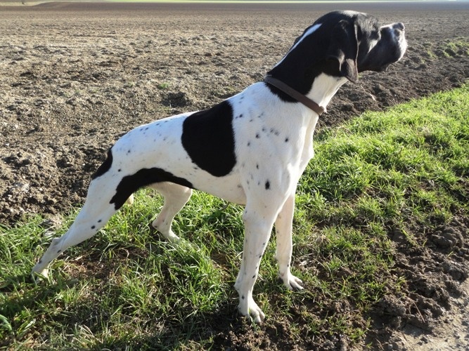 Ebene du bois de la Hulaine - 1er EXC