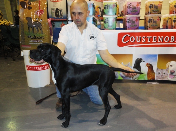 Gitane du bois de la Hulaine - 1er trés prometteur